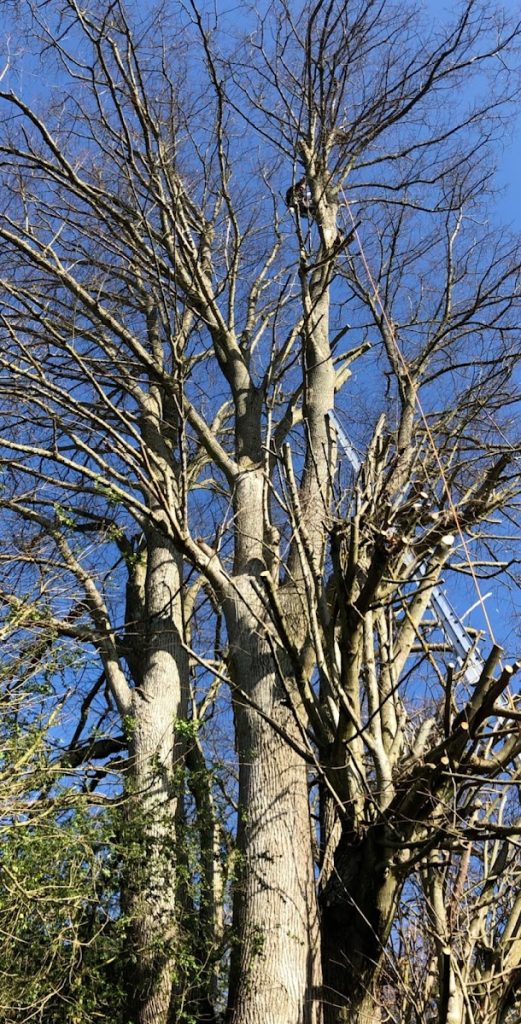 Elagage d'arbres au rappel

Elagage abattage Seine-et-Marne 77