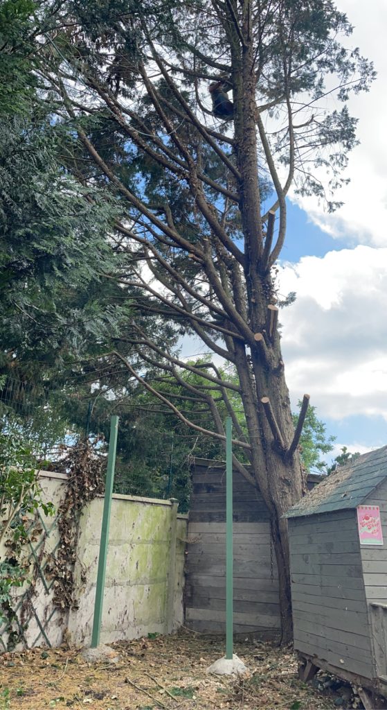 Abattage d'arbres dangereux 