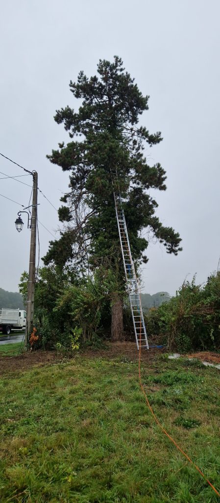 Abattage d'arbres avant 