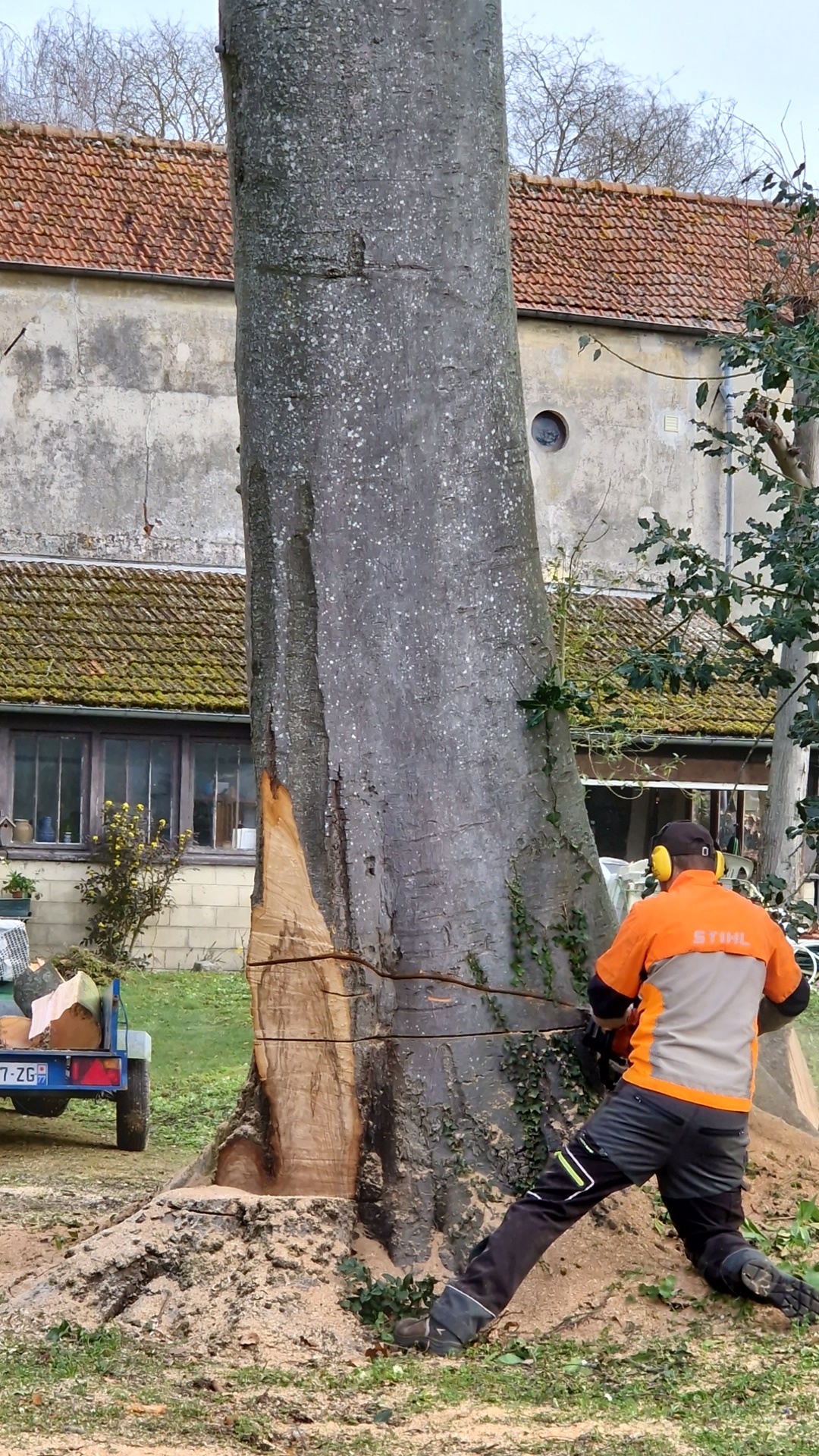 Elagage abattage Seine-et-Marne, abattage d'arbres sécurisé 
L'élagage et l'abattage d'arbres dangereux 